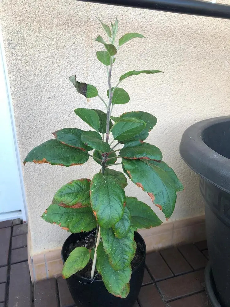 como plantar manzanos